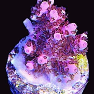 The pink table acropora 14k