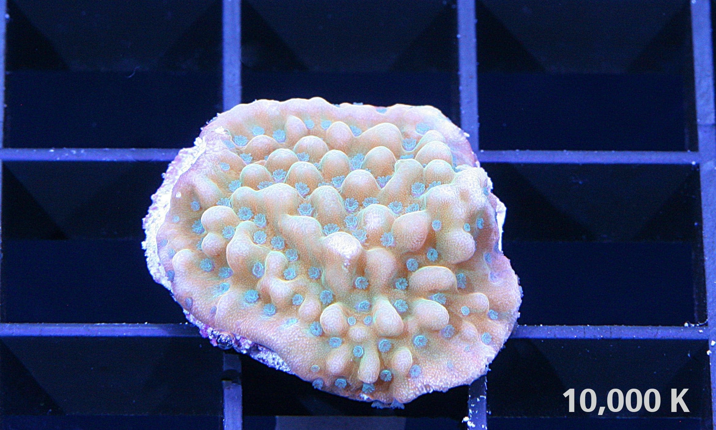 Beach Bum Montipora 10k, sps coral, Montipora palawanensis