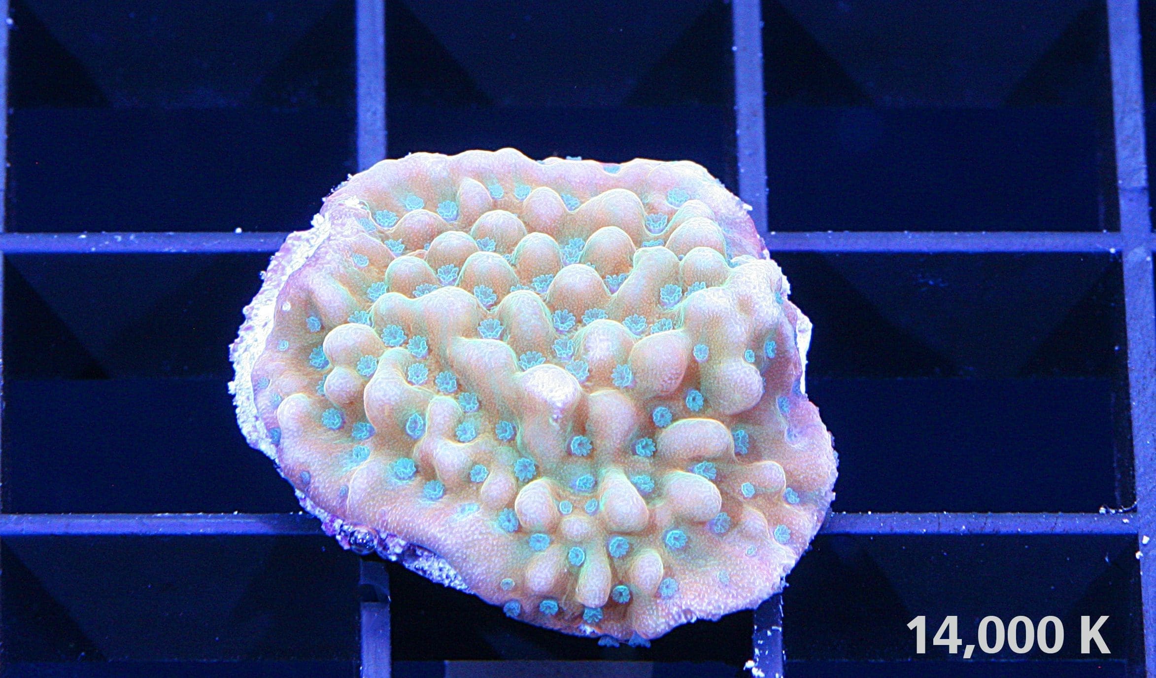 Beach Bum Montipora 14k, sps coral, Montipora palawanensis