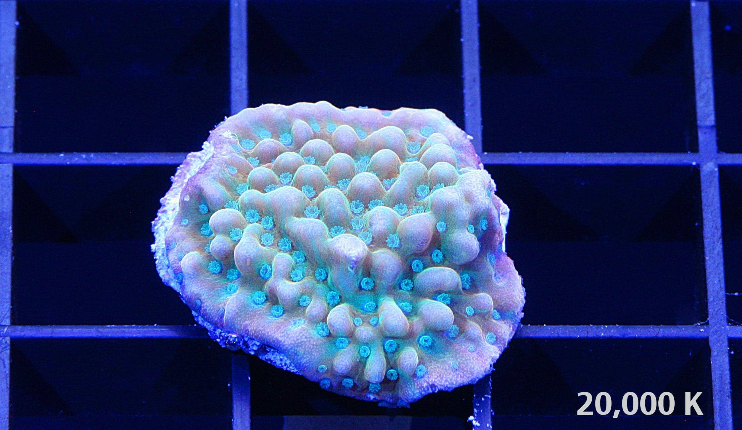 Beach Bum Montipora 20k, sps coral, Montipora palawanensis