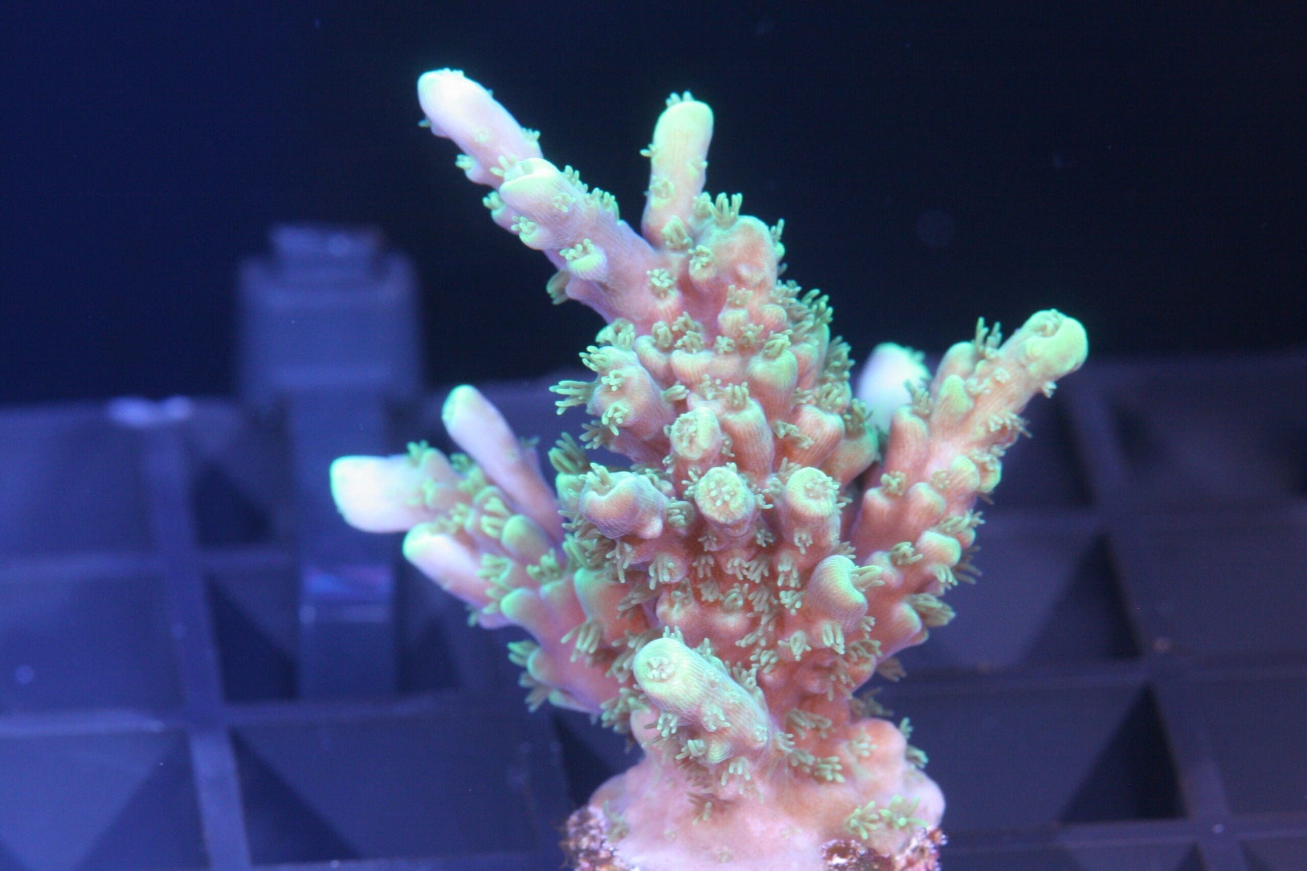 Bali Shortcake, acropora latistella, sps coral