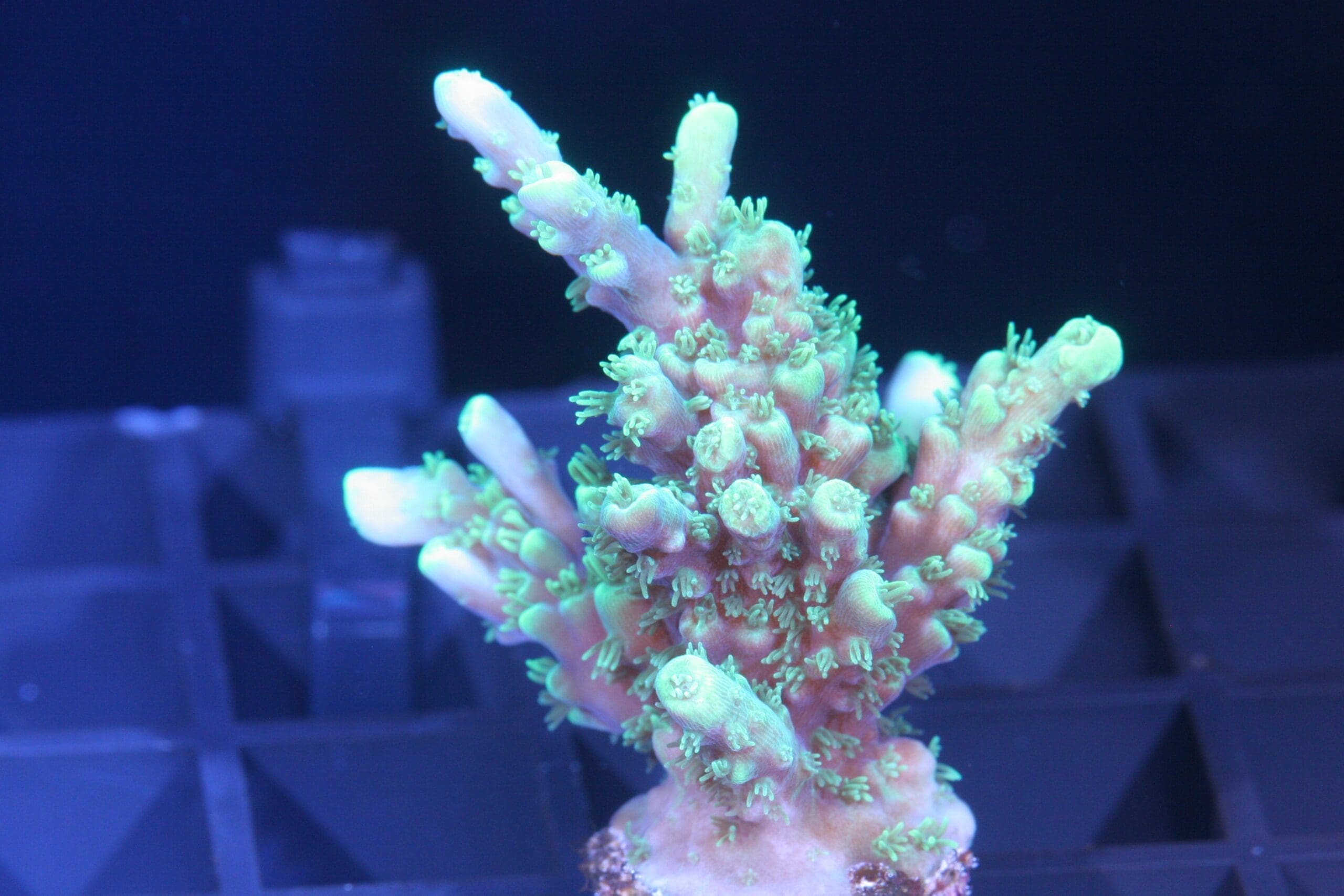 Bali Shortcake, acropora latistella, sps coral