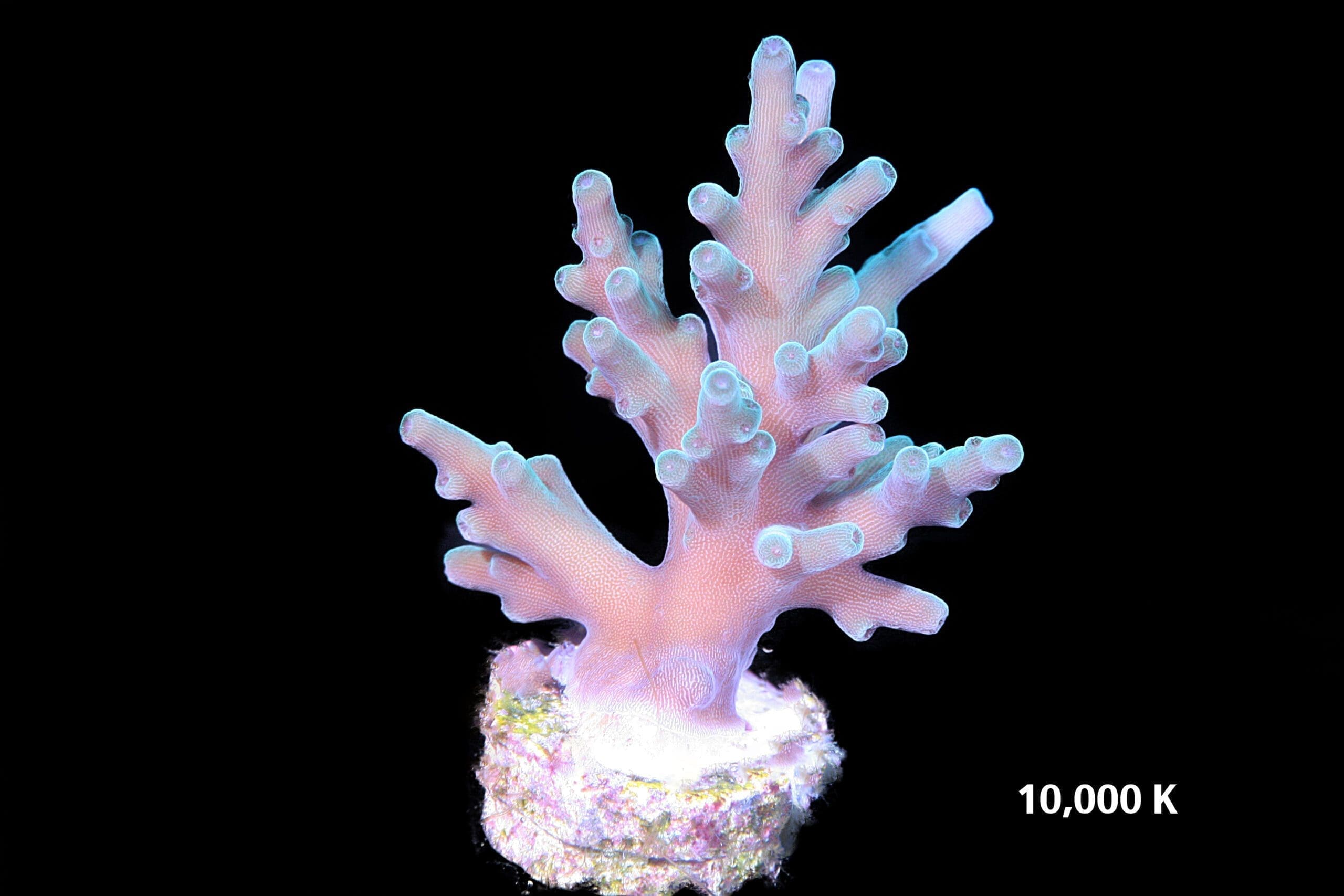 Hawkins echinata, ora coral, sps coral, smooth skin acropora