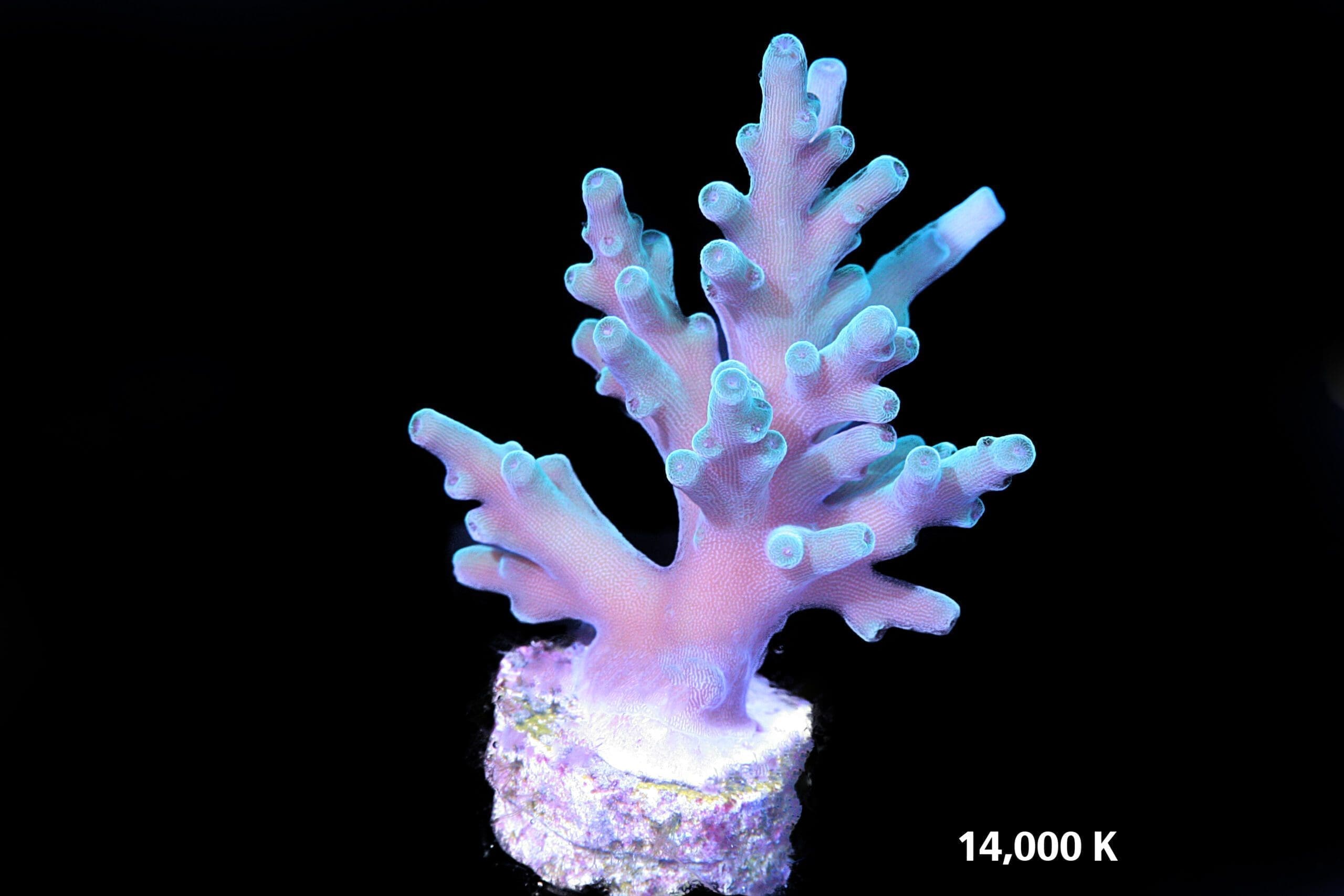 Hawkins echinata 14k, ora coral, sps coral, smooth skin acropora