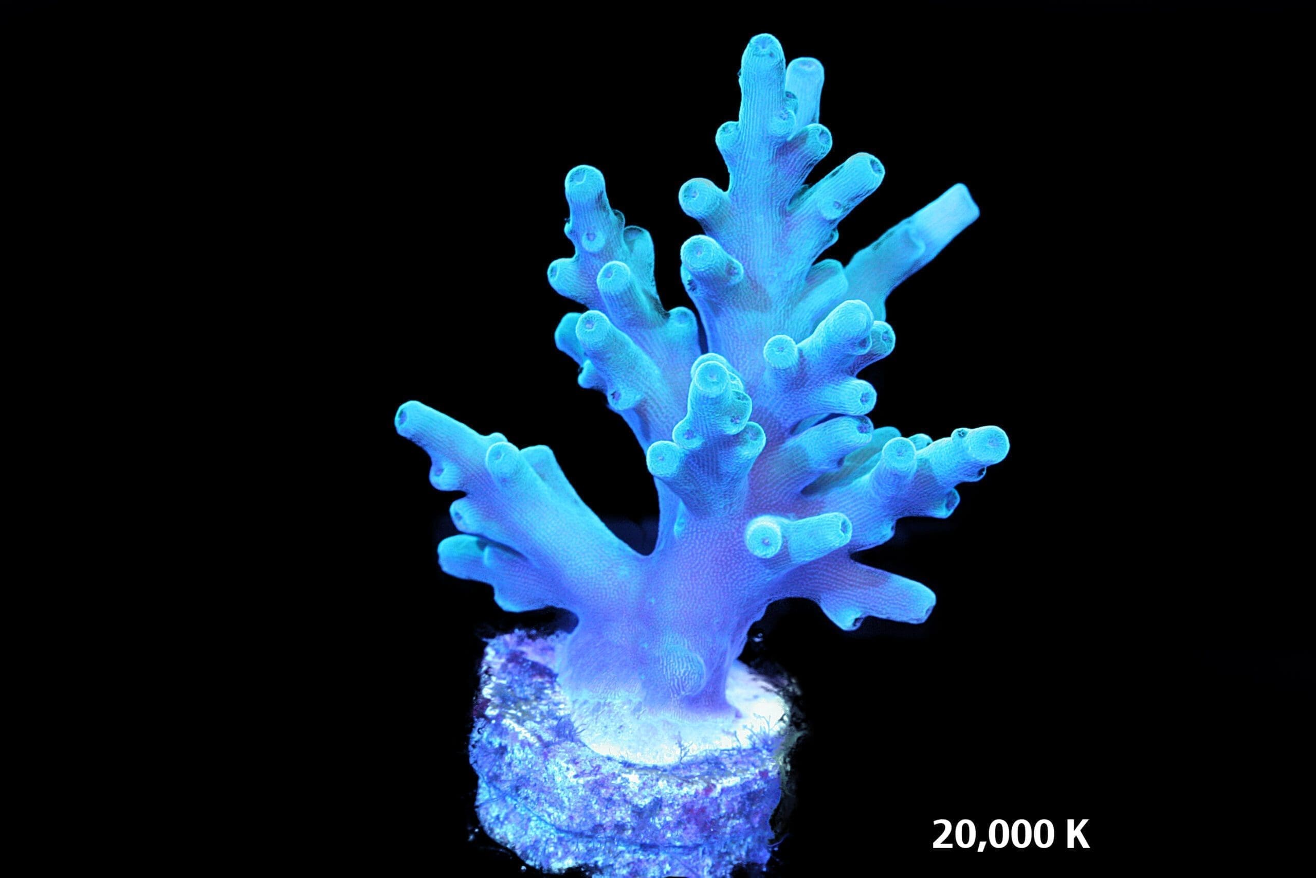 hawkins echinata, ora coral, sps coral, smooth skin acropora