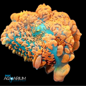 Flame Thrower Bounce Mushroom, rhodactis mushroom, rare mushroom, bounce mushroom