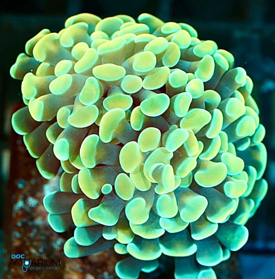 Gold Anchor Coral - Image 2