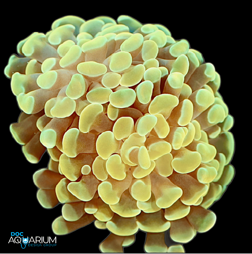 Gold Anchor Coral
