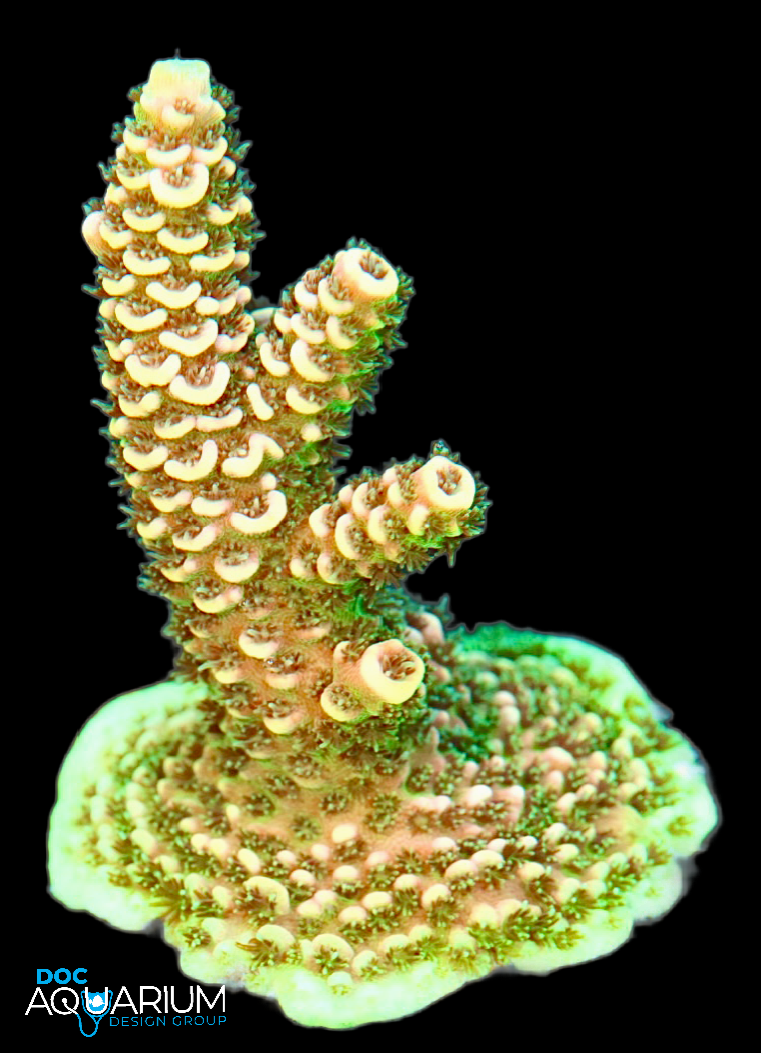 Cherry lime Acropora millepora