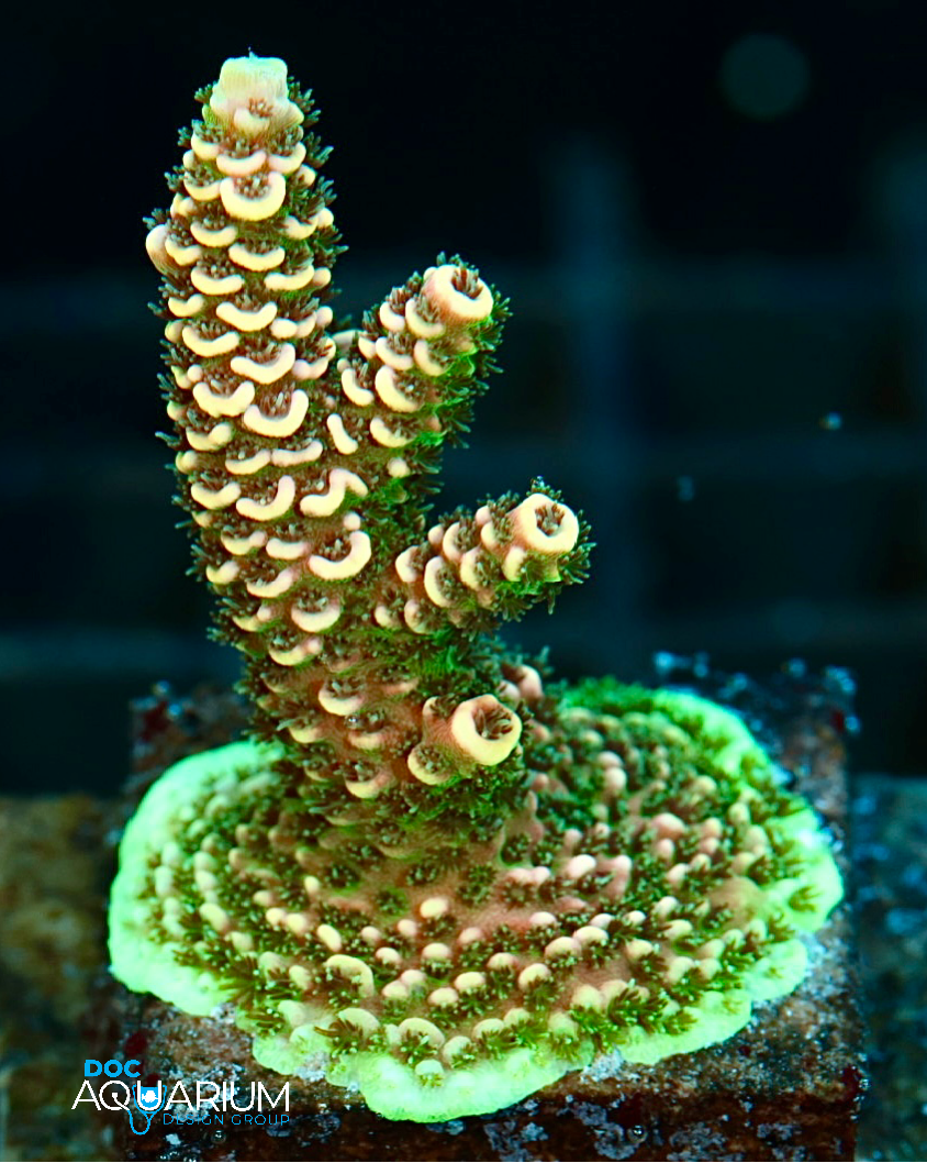 Cherry lime Acropora millepora - Image 2