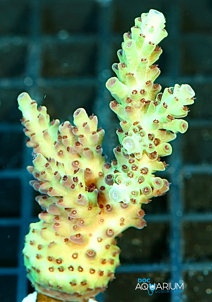 Highlighter shortcake acropora