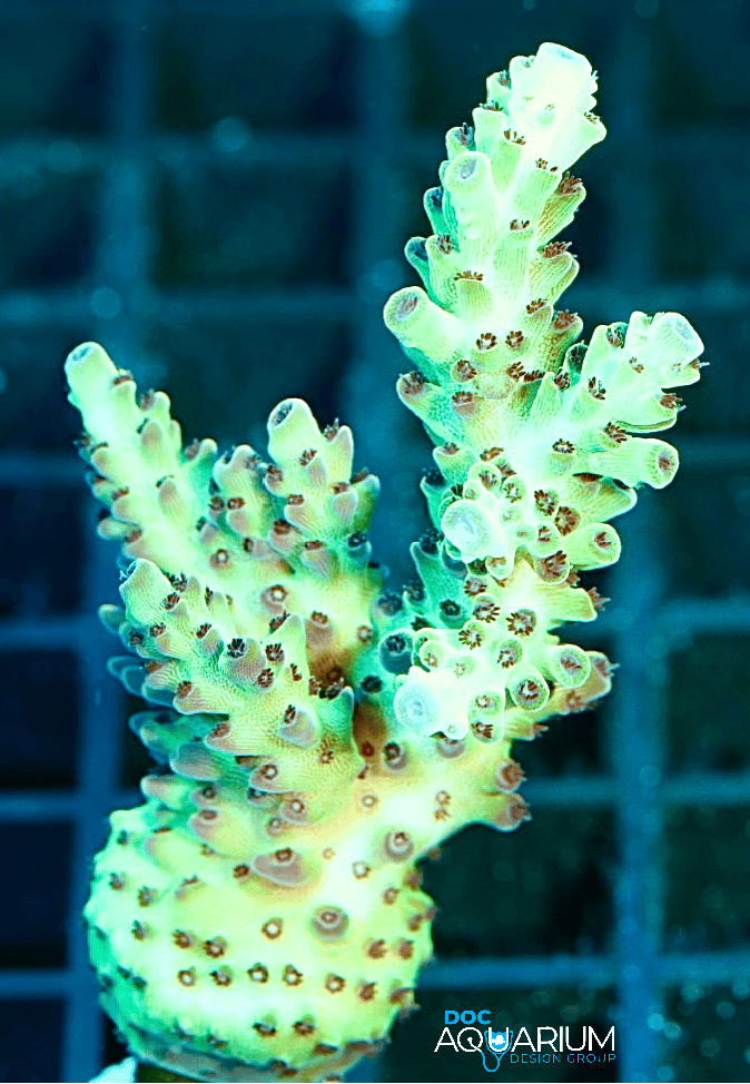 Highlighter shortcake acropora - Image 2