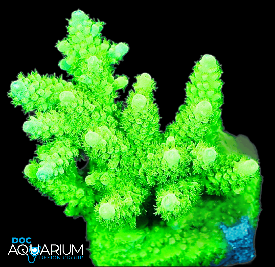 Green Pineapple Acropora humilis
